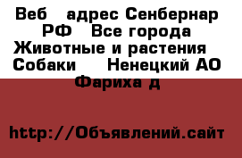 Веб – адрес Сенбернар.РФ - Все города Животные и растения » Собаки   . Ненецкий АО,Фариха д.